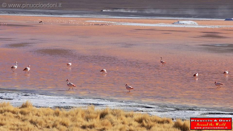 BOLIVIA 2 - Laguna Colorada - 22.jpg